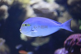水族館,魚,藍色