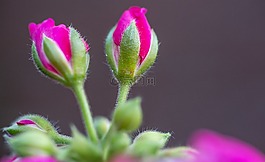 開花,花,紫