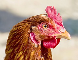鳥,家禽,性質