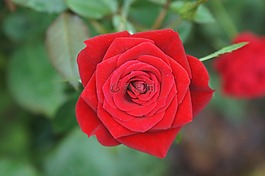 玫瑰,紅玫瑰,花