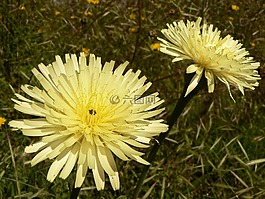 花,自然,植物區(qū)系