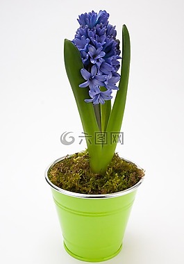 风信子,asparagaceae,芦笋厂