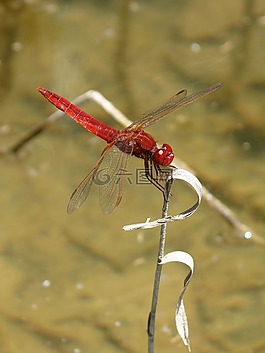 紅蜻蜓,河,池塘
