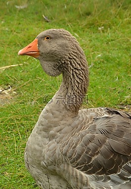 鳥(niǎo),鵝,水禽