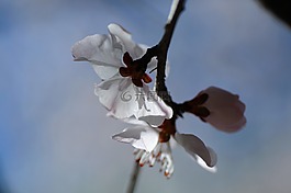花,春天,梨花