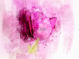 粉紅色,花,玫瑰