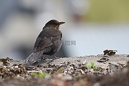 鳥,鳥類,性質(zhì)