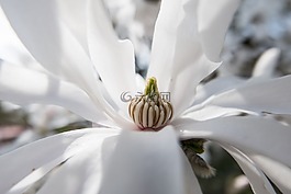 開花,春天,白