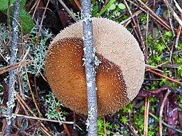 蘑菇,苔,勃 perlatum