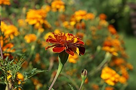 花,特寫,植物