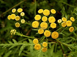 林,鮮花,國家