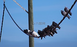鳥,繩子鳥,鴿子