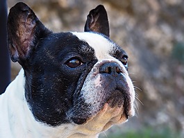 法國斗牛犬,肖像,狗
