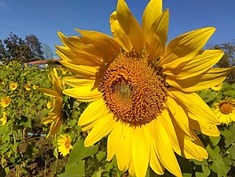 太陽,天空,夏天