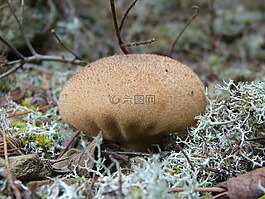 蘑菇,苔,勃 perlatum