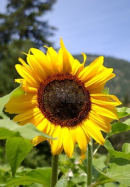 夏天,自然,戶外