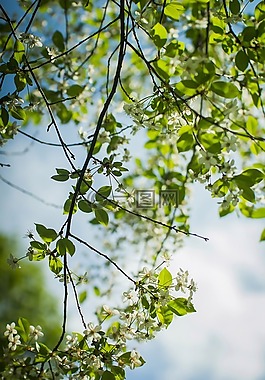 苹果树,苹果棵开花的树,分支