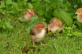鳥,雞,小雞