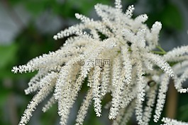 草,廠,鮮花