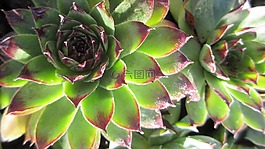 植物,陽光,自然