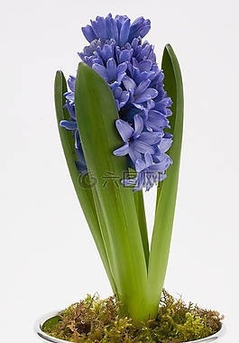 风信子,asparagaceae,芦笋厂