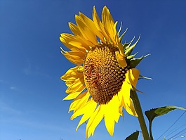 向日葵,花,太陽