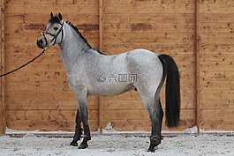 小馬,馬,標準