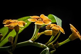 花,開花,性質(zhì)