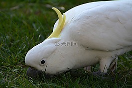 鸚鵡,鳥,白