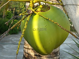 椰子,椰子樹,棕櫚