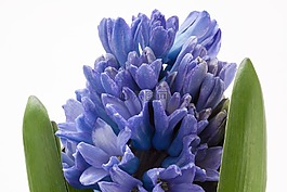 风信子,asparagaceae,芦笋厂