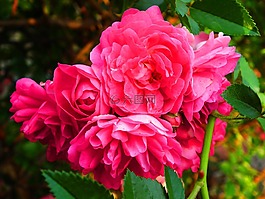 花,玫瑰,玫瑰花朵