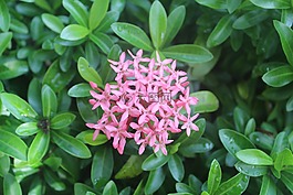 花卉,小清新,植物