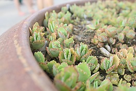 多肉,植物,盆栽