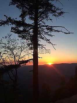日落,樹,自然