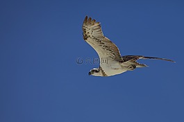 鳥,魚鷹,印尼