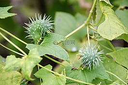 爆炸黃瓜,cyclanthera brachystachya,葫蘆科