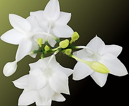 白花,花卉,春