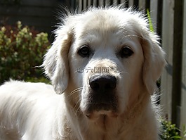 金毛獵犬,狗看起來在相機(jī),閃閃發(fā)光的外套