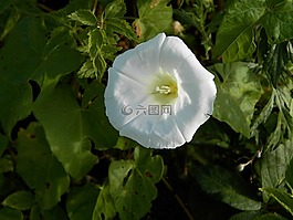 花,大自然,植物