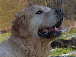 京多培訓,金毛獵犬,狗訓練
