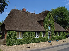 首頁(yè),里德,屋頂