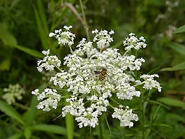 花,蜜蜂,昆蟲