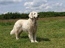 金毛獵犬,潮濕的軟毛,游泳