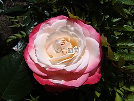 玫瑰,性質(zhì),玫瑰綻放