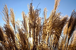 性質(zhì),草,冷