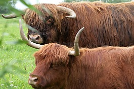 動物,牛,性質(zhì)