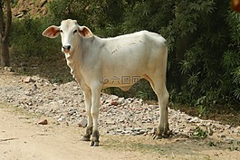 小牛,牛,動物