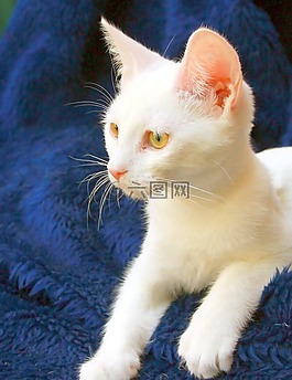 貓,白,動物