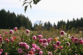 大丽花,山罩,叶子